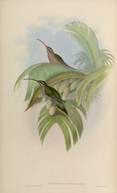 Phaethornis superciliosus by John Gould